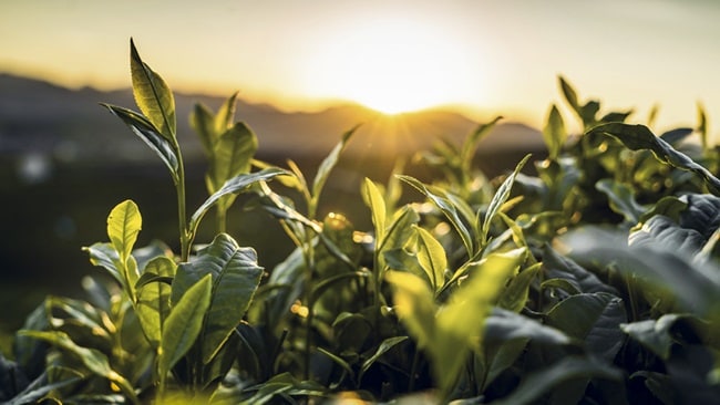 Sunset view of leaves in a farm blowing in the wind.