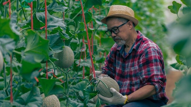 Pumpkin Farmer