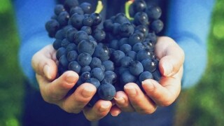 Close up shot a hands holding a bunch of black grapes