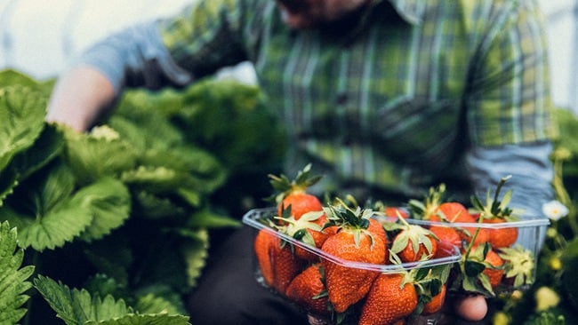 Strawberry farmer picking fresh strawberries