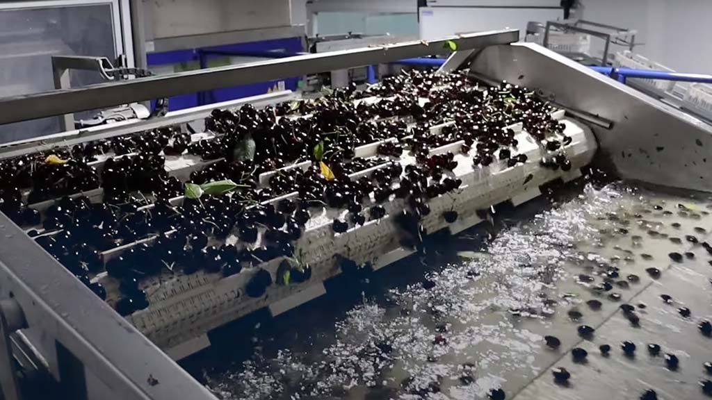 Cherries cleaning process