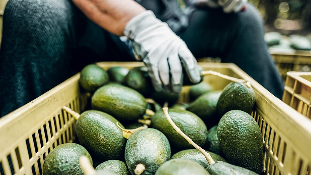Kenyan Avocado exporters set for seamless peak season with Maersk's Cold Chain Logistics