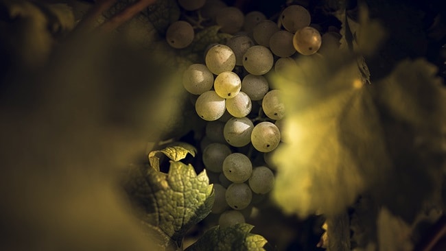 Grapes Growing In Vineyard