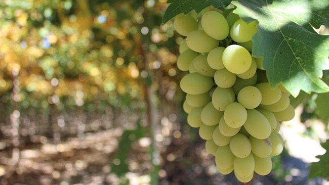Grapes Growing In Vineyard