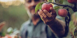 cueillette des pommes