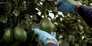 récolte des avocats